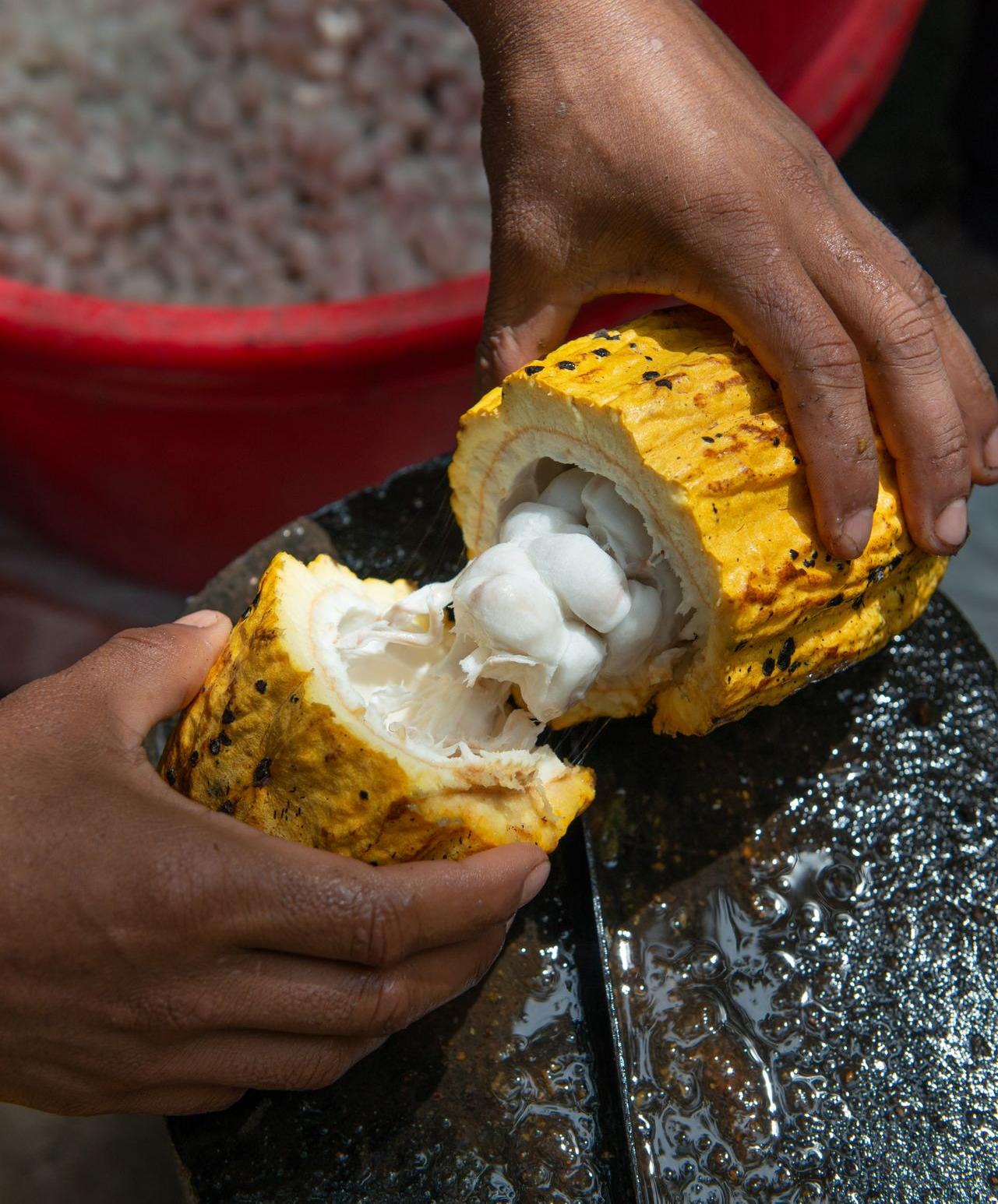 person splitting fruit